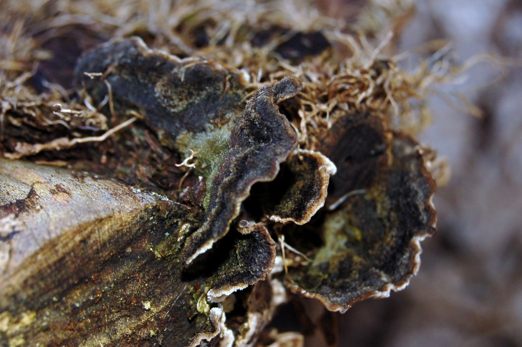 Aphyllophorales su edera. (Lopharia spadicea)